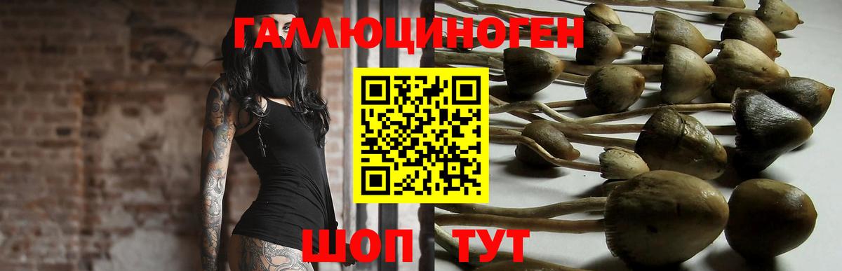 Горно-Алтайск  Псилоцибиновые грибы мухоморы  Вход с VPN 